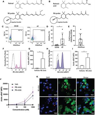 Clickable Vitamins as a New Tool to Track Vitamin A and Retinoic Acid in Immune Cells